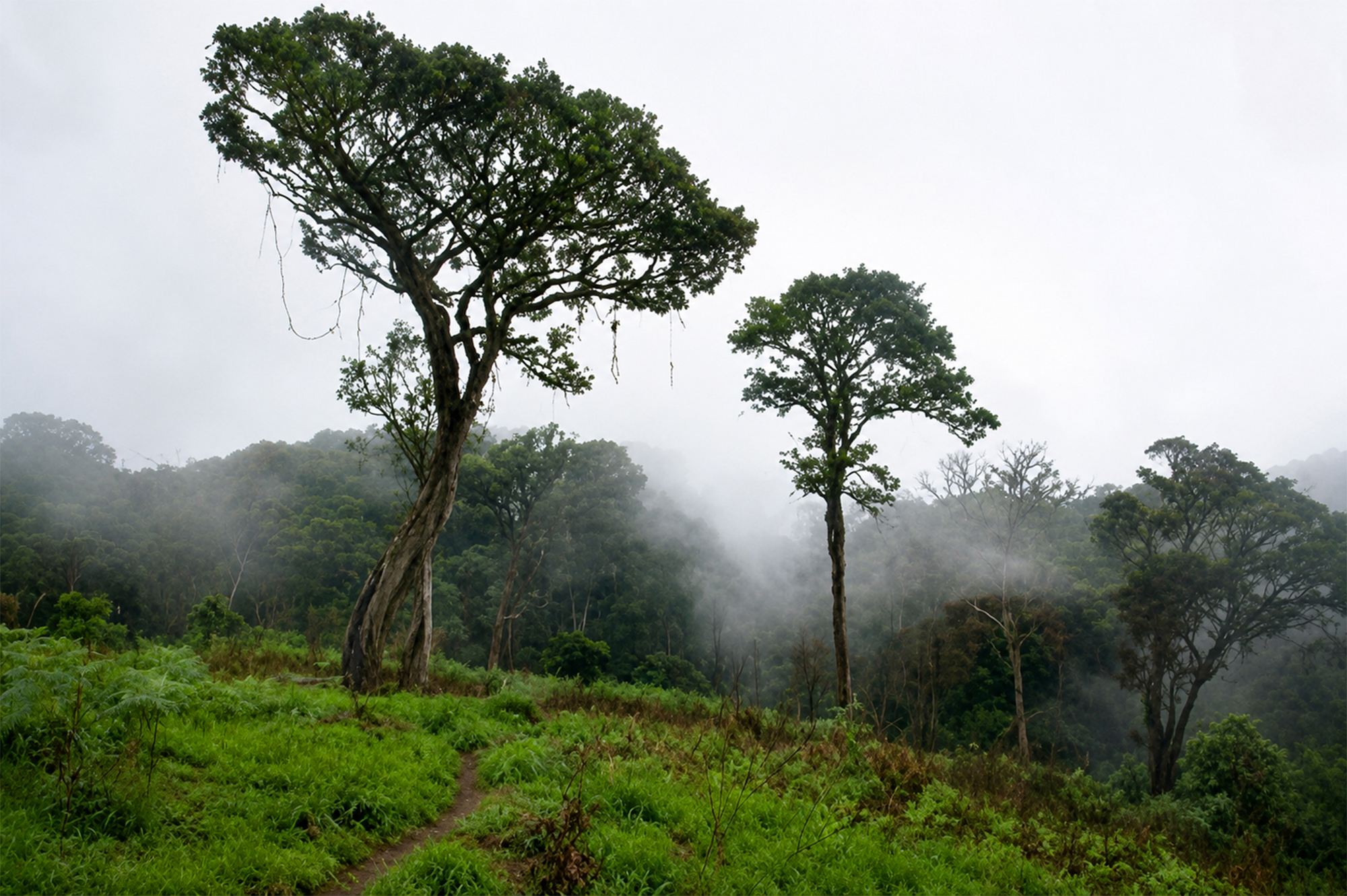 Paisaje rural con vegetación y bruma en Jos durante la Travesía Nigeriana