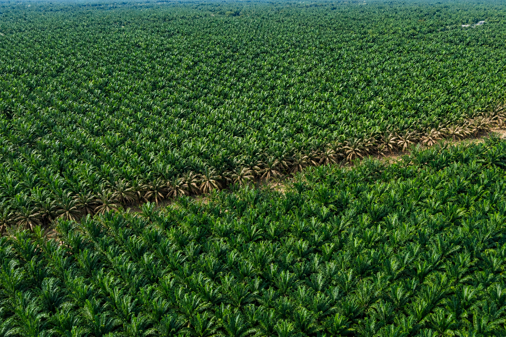 Vista aérea de una extensa plantación de palmeras en el sur de Nigeria durante la Travesía Nigeriana