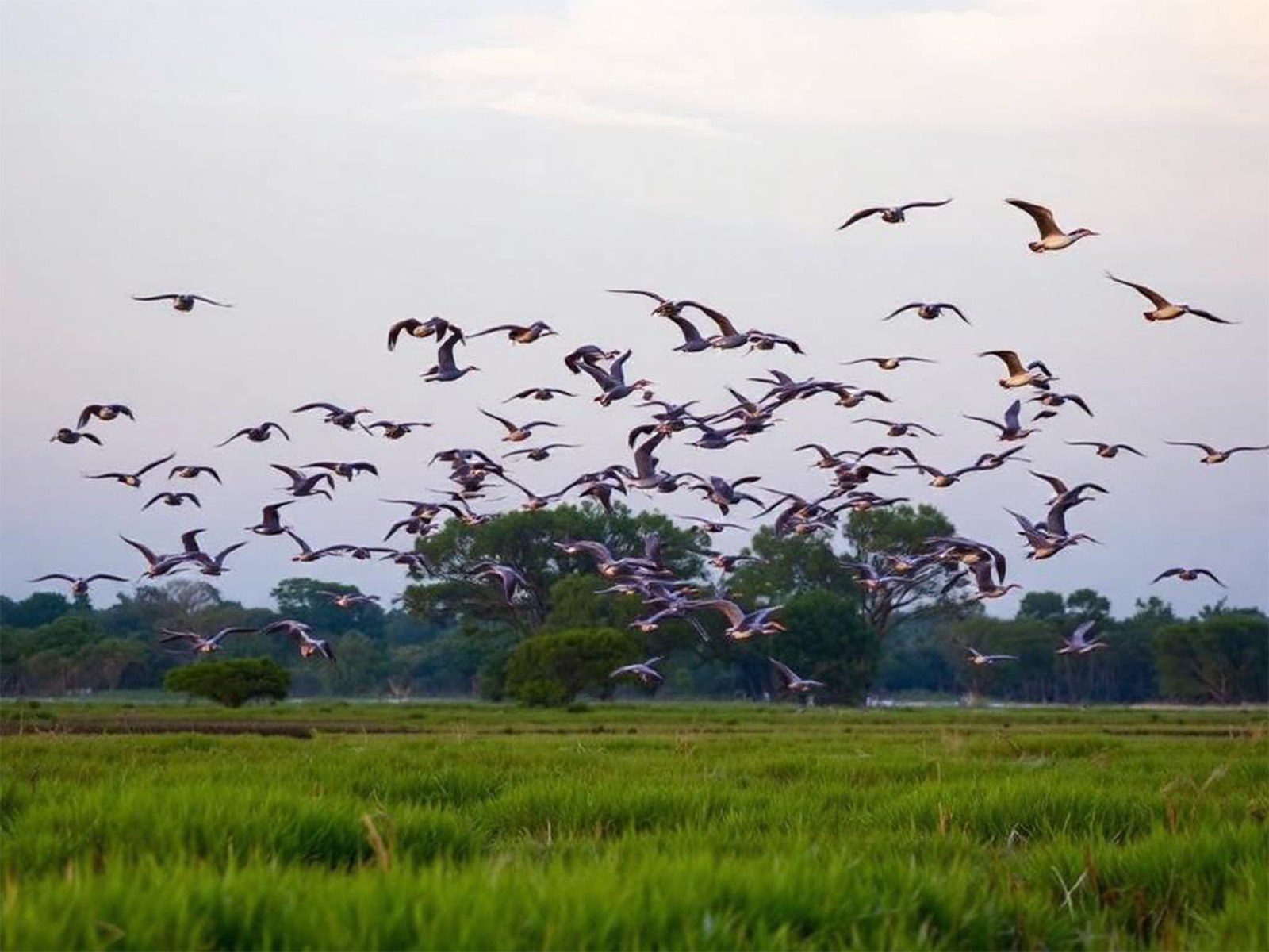Reserva Natural, Formosa, Argentina