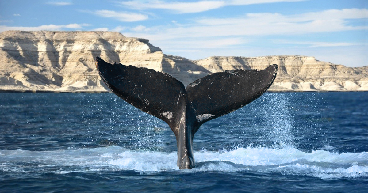 Punta Ballena, Chubut, Argentina