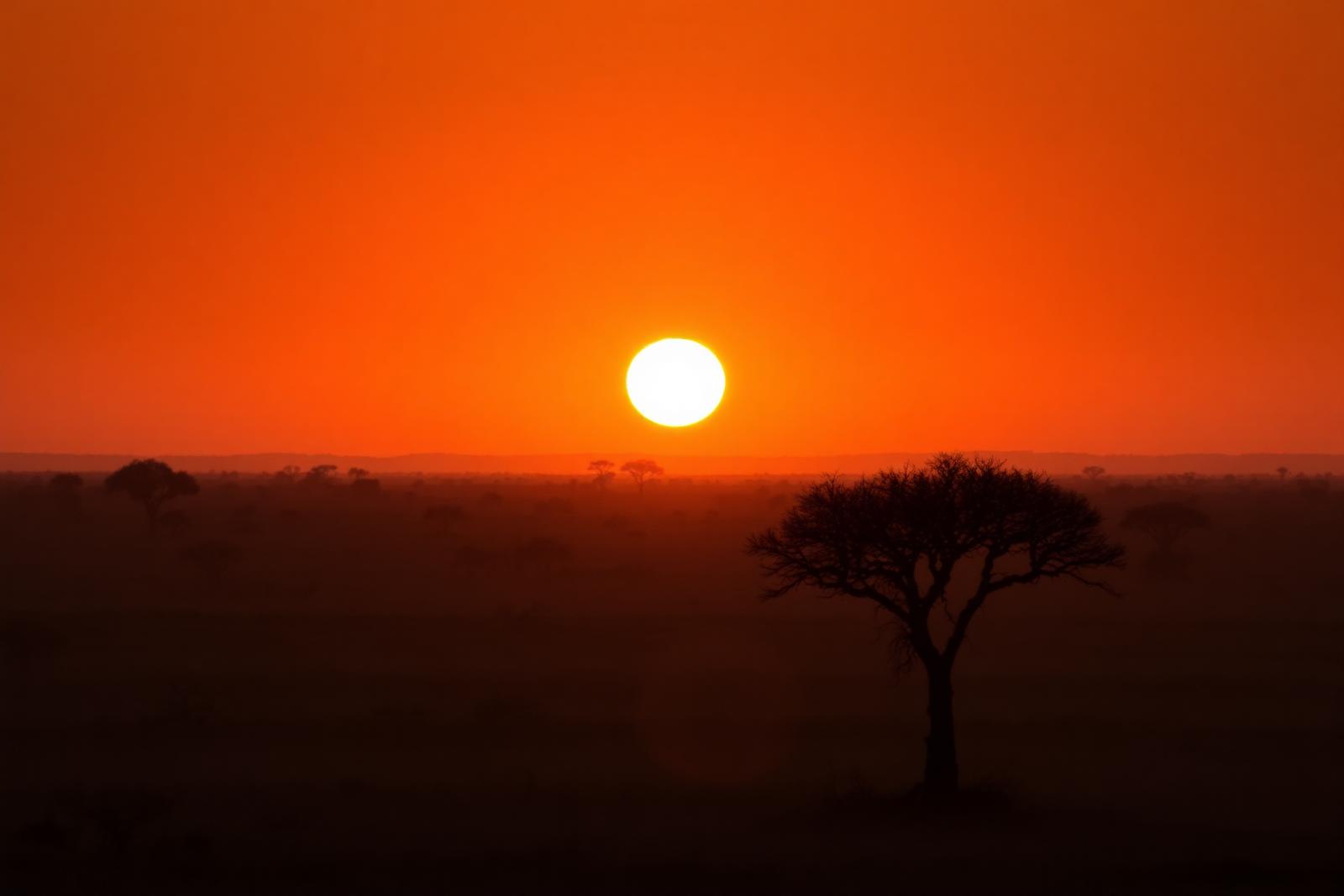 Atardecer polvoriento sobre la sabana con la silueta de una acacia